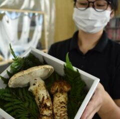 秋の味覚の王様マツタケ出荷／真庭市 | JA晴れの国岡山