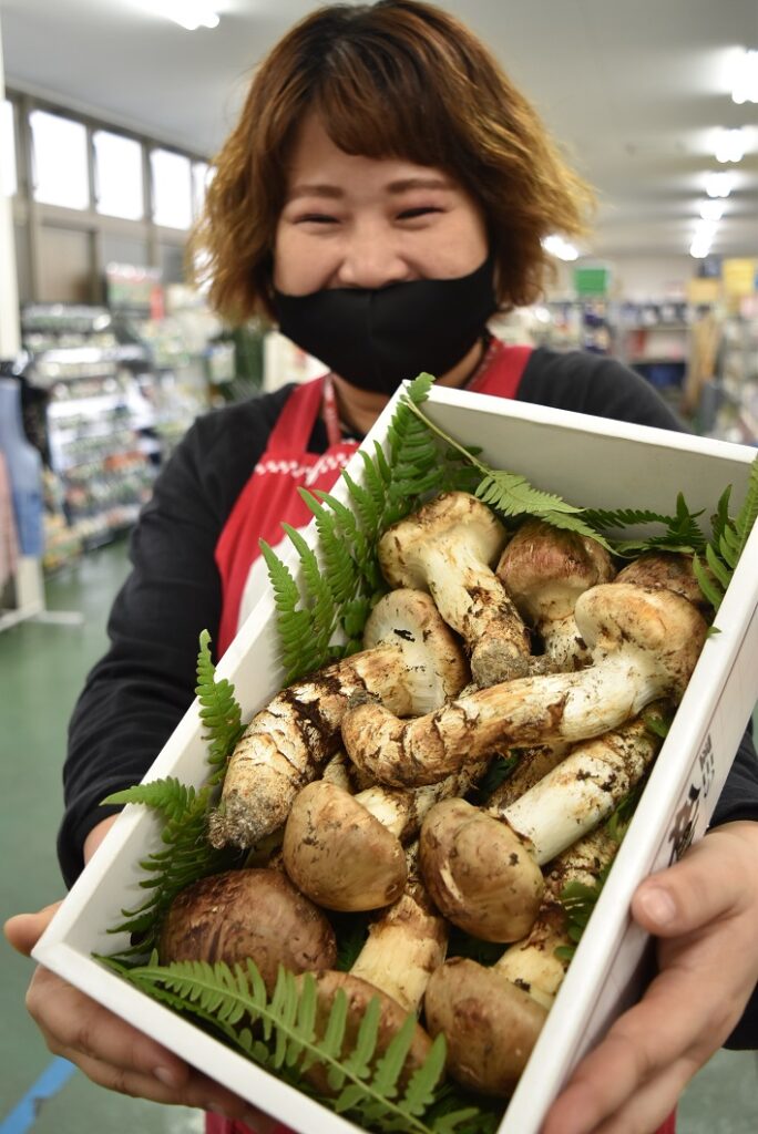 秋の味覚の王様「マツタケ」出番／真庭市で | JA晴れの国岡山