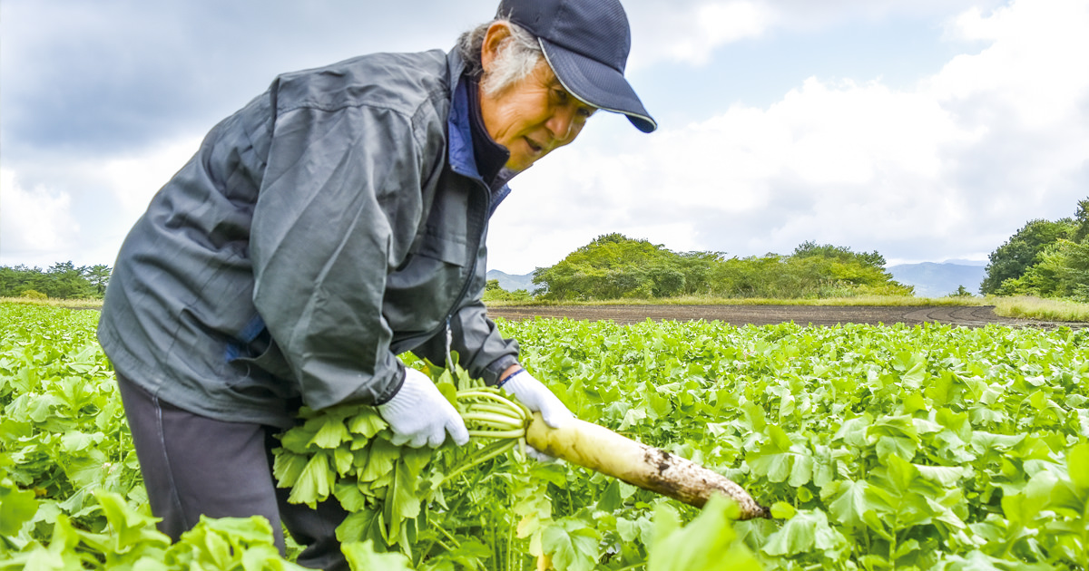 歴史をつなぎ、季節を映す「ひるぜん大根」 | 農業応援隊はれびと | JA