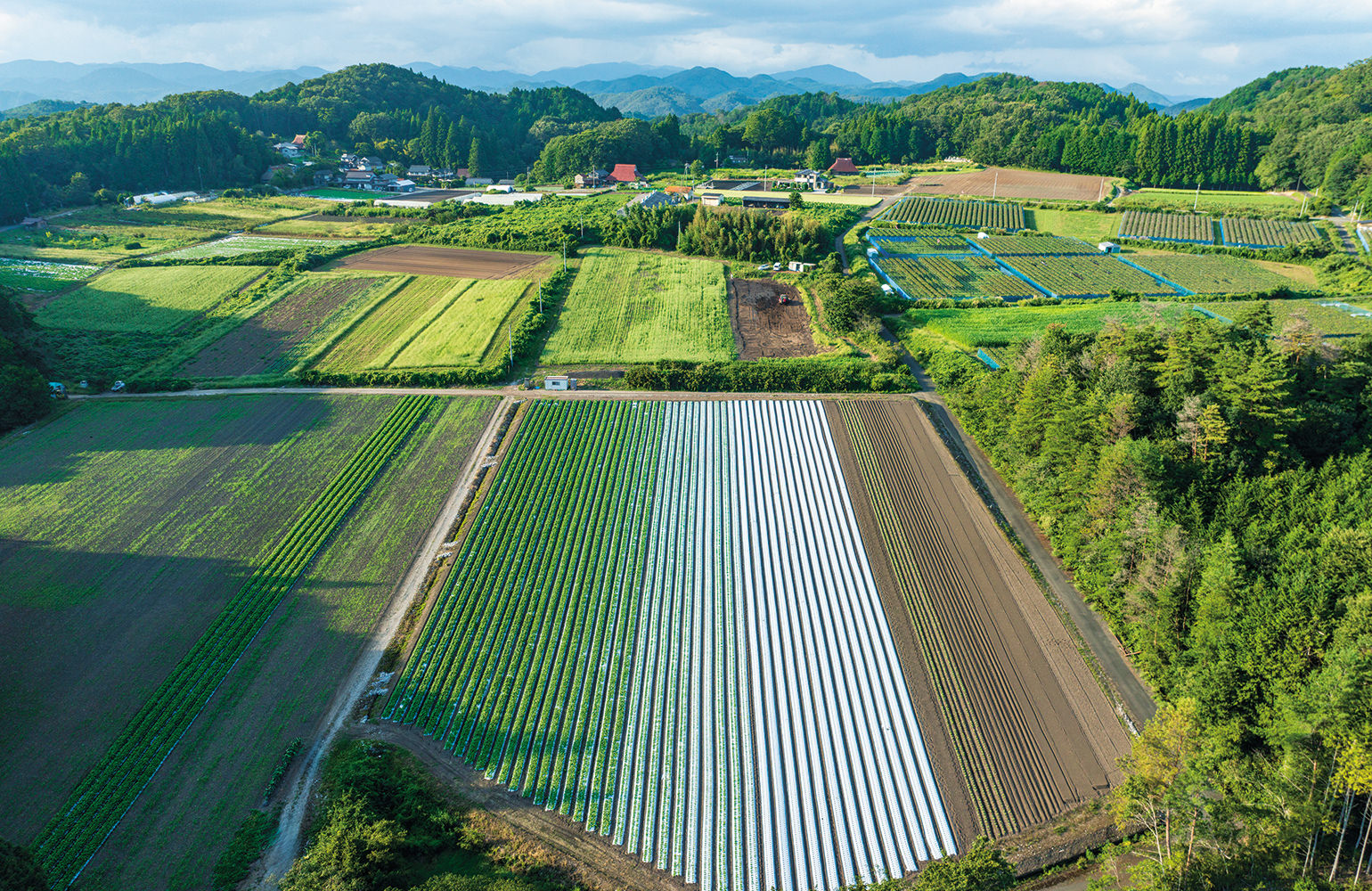 高梁市川上町（ダイコン畑に敷かれたマルチが幾何学模様を描く。周りにはブドウ棚が見られるほか、ソバの白い花が咲き、畑が淡く色づく）