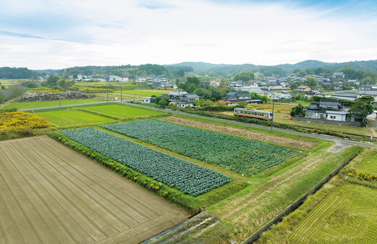 津山市池ヶ原（地区を横切る姫新線に見守られすくすく育つブロッコリー）