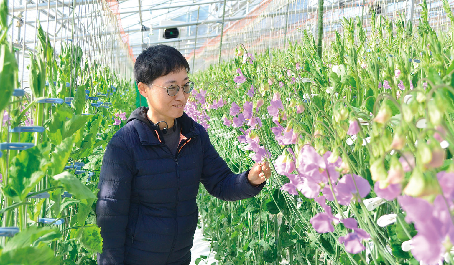 甘い香りがするハウスで花の咲き具合を確認する写真