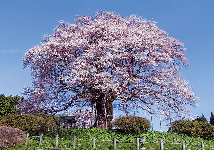 醍醐桜の写真