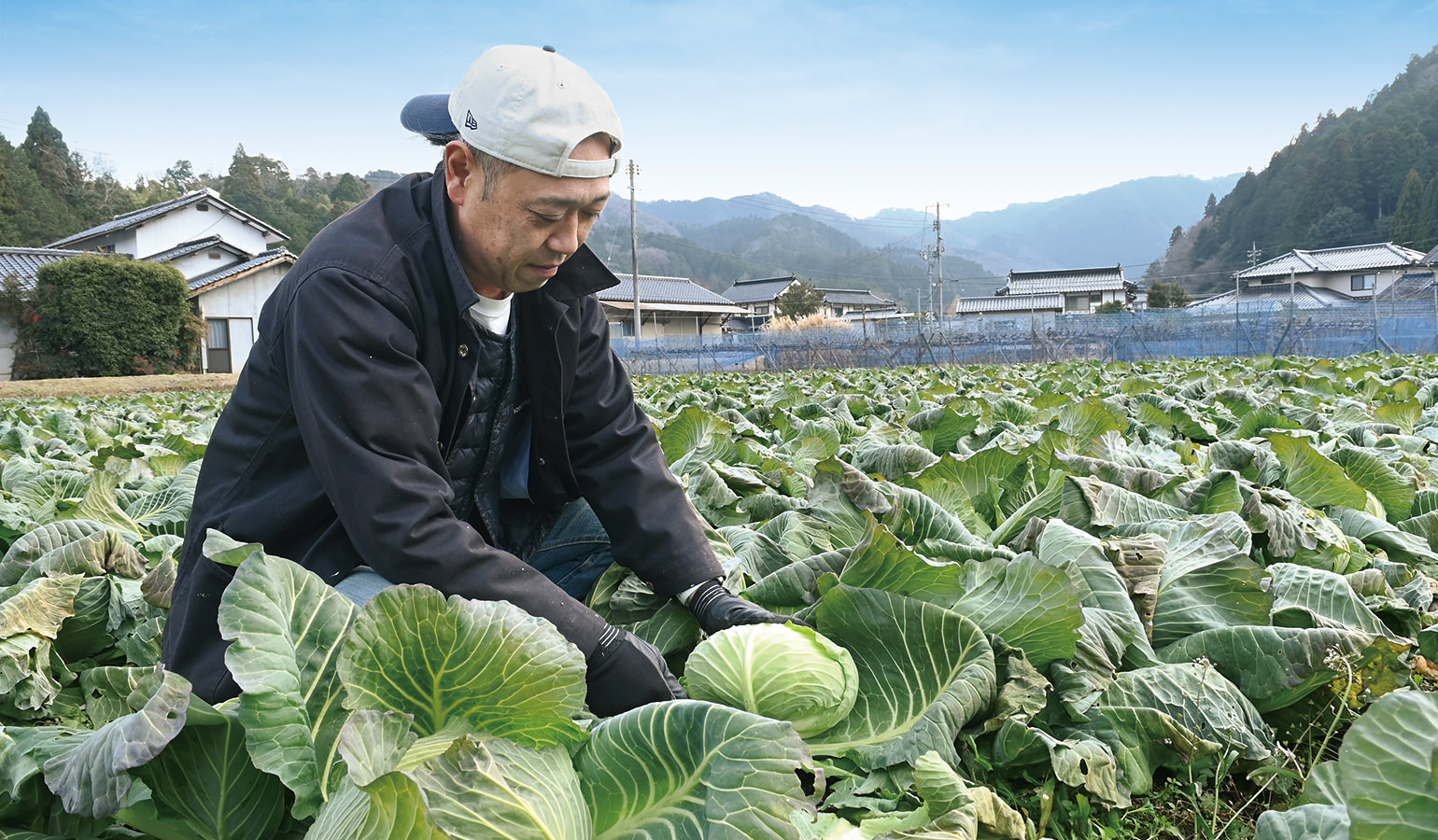 包丁を使い、手作業でキャベツを1玉ずつ収穫する写真