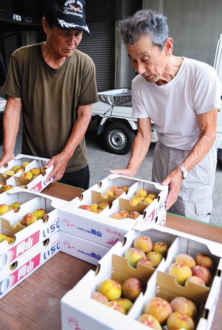 傷みやすいため早めの収穫と出荷に気を配る写真